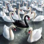 Black swan surrounded by white swans in a lake.